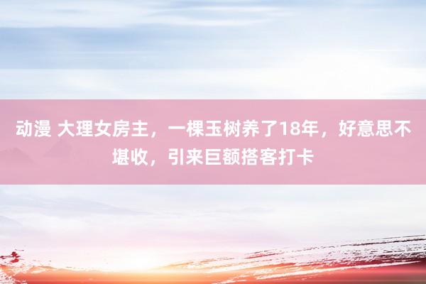 动漫 大理女房主，一棵玉树养了18年，好意思不堪收，引来巨额搭客打卡